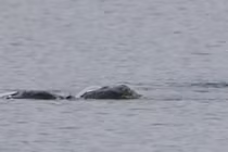 Sốt xình xịch bức ảnh chụp quái vật hồ Loch Ness giấu kín nhiều năm