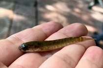 Ngoài cụ Rùa, Hồ Gươm còn có sinh vật gì khiến dư luận xôn xao? 