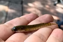 Ngoài cụ Rùa, Hồ Gươm còn có sinh vật gì khiến dư luận xôn xao? 