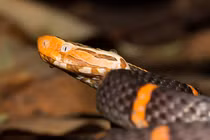 Top 4 loài rắn đẹp mê nhưng độc chết người, có đầy ở Việt Nam 