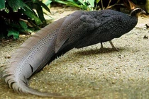 Ngắm loài chim quý hiếm bậc nhất Việt Nam