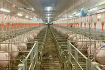 Công ty TNHH Agrifarm Gia Lai, bị phạt 320 triệu đồng vì không có ĐTM