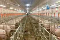 Công ty TNHH Agrifarm Gia Lai, bị phạt 320 triệu đồng vì không có ĐTM