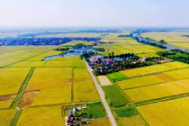 Hà Nội: Xem xét, bổ sung danh mục dự án chuyển mục đích đất trồng lúa