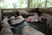 Gia Lai: Xử phạt trang trại chăn nuôi lợn vi phạm quy định về môi trường