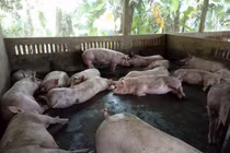 Gia Lai: Xử phạt trang trại chăn nuôi lợn vi phạm quy định về môi trường