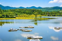 Flamingo và những niềm tự hào quốc tế