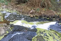 Thanh Hóa: Nước suối đen kịt khiến cá chết bất thường