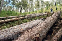 Phá rừng phòng hộ, 3 cá nhân bị phạt gần 600 triệu đồng