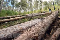 Phá rừng phòng hộ, 3 cá nhân bị phạt gần 600 triệu đồng