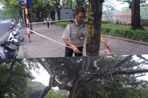 Định giá cây sưa đỏ ở Bờ Hồ