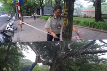 Định giá cây sưa đỏ ở Bờ Hồ