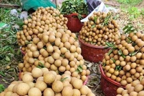 Giá nhãn tươi hạ nhiệt