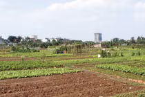 Mua đất thổ canh chuyển đổi thổ cư dễ “vỡ mộng”