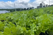 Rau hữu cơ khác rau sạch thế nào?