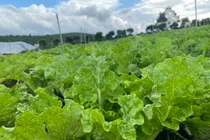 Rau hữu cơ khác rau sạch thế nào?