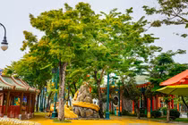 Mê mẩn điểm “săn” hoa sưa vàng đẹp nhất Đà Nẵng