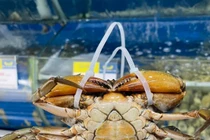 Cua yếm vuông Cà Mau dai thịt, ngọt… ít người biết