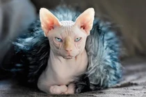 Sôi động thị trường dịch vụ thú cưng