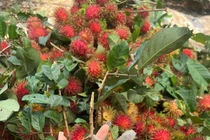 Chôm chôm cuối vụ tăng giá