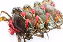 Cua biển thương phẩm giảm giá mạnh