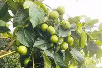 Kỳ lạ loài cây vừa chứa độc, vừa chứa “vàng” giúp nông dân bội thu 