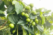 Kỳ lạ loài cây vừa chứa độc, vừa chứa “vàng” giúp nông dân bội thu 