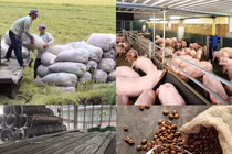 Giá cả thị trường hàng hóa ngày 4/5: Thép, cà phê, tiêu,... có biến động