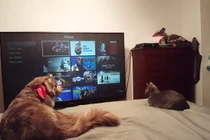 Làm rõ thực hư chó, mèo "biết" xem TV