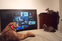 Làm rõ thực hư chó, mèo "biết" xem TV