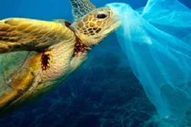 Tại sao sinh vật biển hay nuốt nhầm rác nhựa?