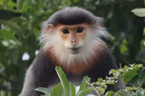 Ngắm Voọc chà vá chân nâu quý hiếm tại Việt Nam