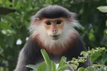 Ngắm Voọc chà vá chân nâu quý hiếm tại Việt Nam