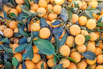 Tác dụng không ngờ của quả thanh trà không phải ai cũng biết