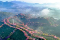 Ngắm vẻ đẹp nhân đôi của hoa anh đào giữa đồi trà xanh ngát