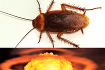 Gián có thể sống sót sau vụ nổ hạt nhân? 