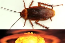 Gián có thể sống sót sau vụ nổ hạt nhân? 