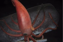 6 sinh vật dưới đáy đại dương khiến bạn vừa thích thú lại sợ hết hồn