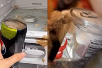 Vì sao không nên cho đồ uống có gas vào ngăn đá tủ lạnh?