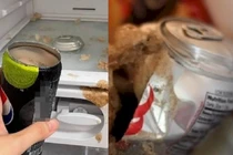 Vì sao không nên cho đồ uống có gas vào ngăn đá tủ lạnh?