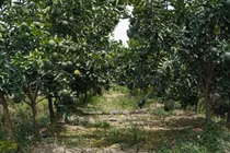 Cam sành rớt giá kỷ lục, chỉ 1.000đ đến 2.000đ/kg