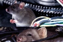 Chuột làm ổ trên ô tô gây ra những tác hại gì?