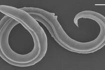 Thoát khỏi "mộ băng", sinh vật tuyệt chủng sống dậy sau 46.000 năm 