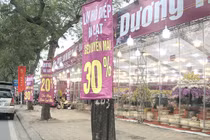 Hoa đào, lan, quất... 'siêu khuyến mãi' chờ người mua