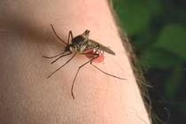 Vì sao muỗi luôn chỉ đốt bạn và bỏ qua người khác?