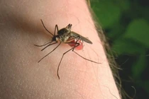 Vì sao muỗi luôn chỉ đốt bạn và bỏ qua người khác?