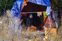 Rét buốt, tiểu thương trùm chăn thấp thỏm trông cây cảnh qua đêm