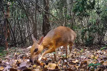 4 sinh vật kỳ lạ bạn không tin rằng chúng có tồn tại