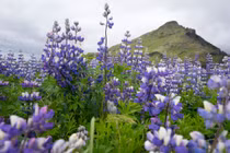 Khám phá 4 địa điểm ngắm hoa tuyệt đẹp ở châu Âu