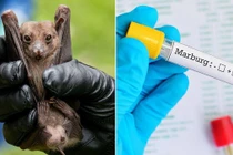 TP.HCM ra 2 văn bản khẩn vì lo ngại dịch bệnh kép